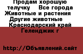 Продам хорошую телучку. - Все города Животные и растения » Другие животные   . Краснодарский край,Геленджик г.